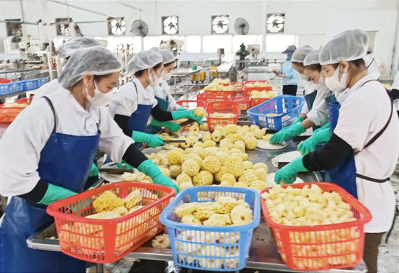 Cây dứa ở Bản Lầu có đầu ra ổn định nhờ Nhà máy Chế biến rau, quả xuất khẩu Mường Khương thu mua đóng hộp để xuất khẩu và một phần được tiêu thụ mạnh ở các tỉnh miền xuôi. BL1111111.jpg