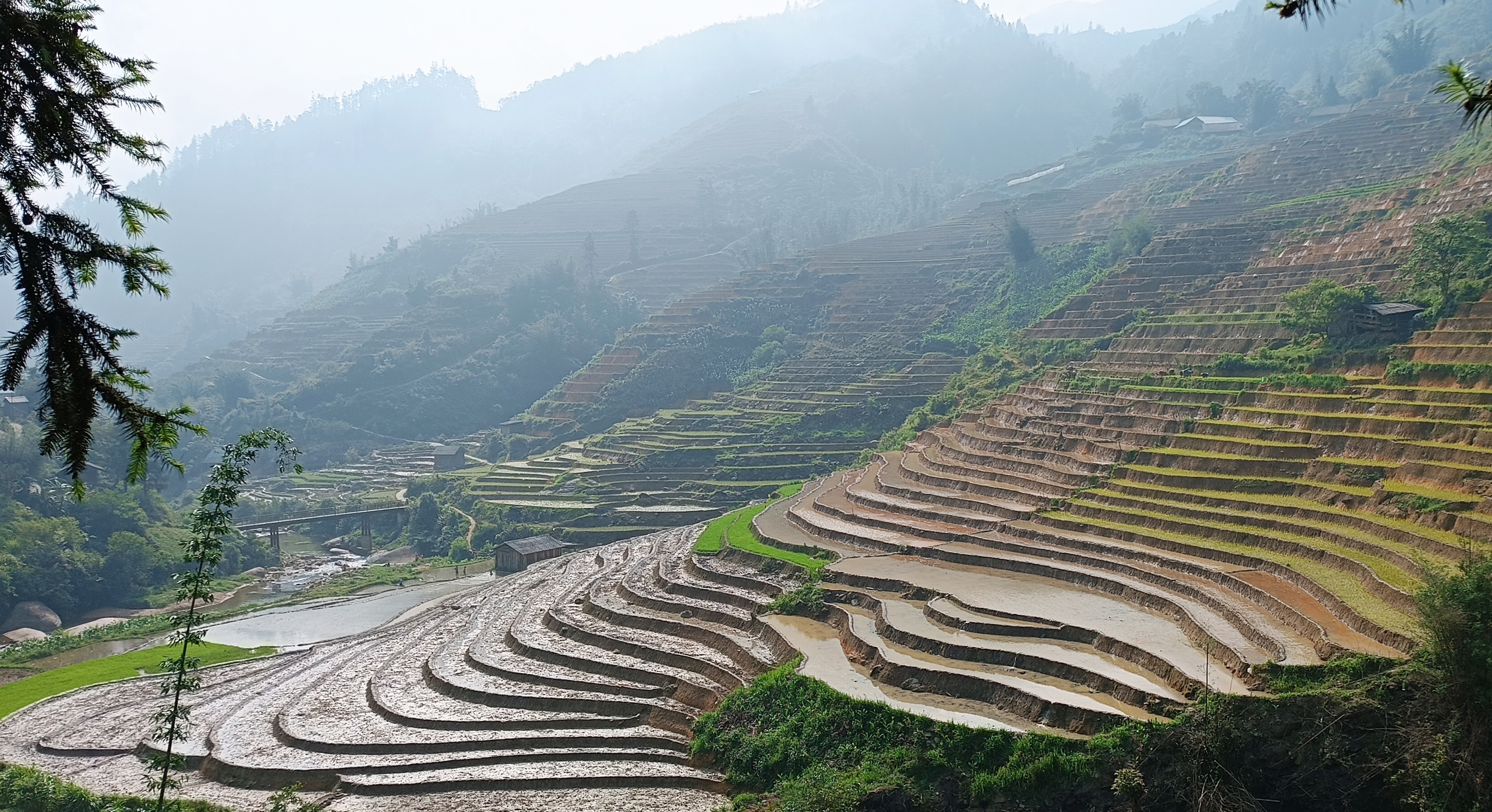 Các triền ruộng bậc thang đã đủ nước. S111.jpg