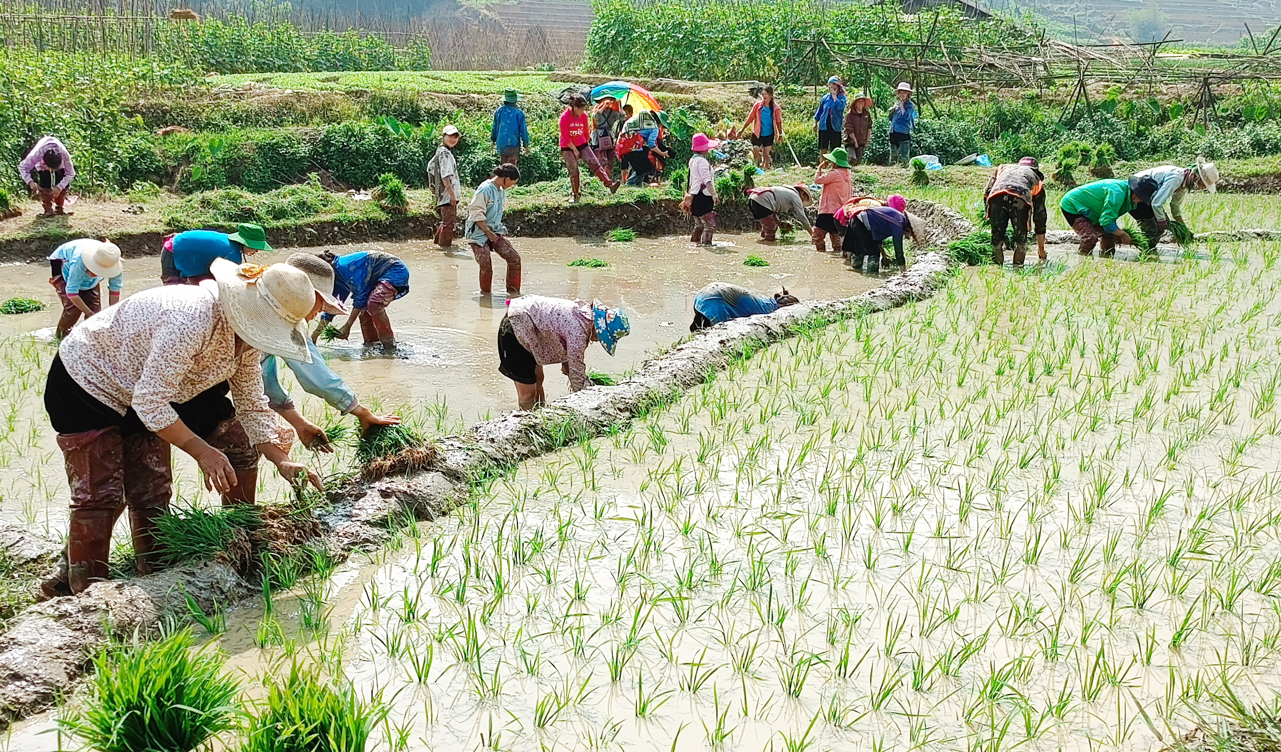 Nông dân cấy lúa mùa. S111111.jpg