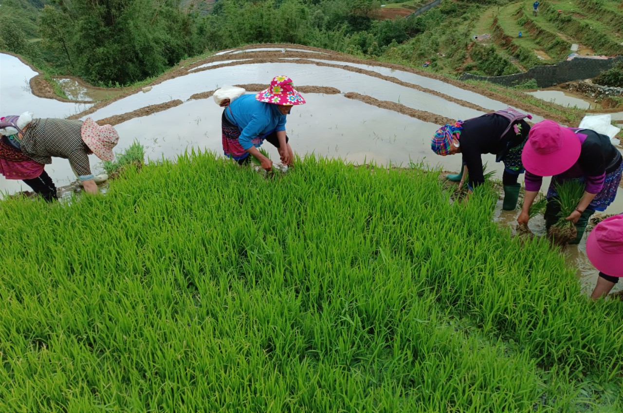 Nông dân đổi công giúp nhau nhổ mạ và cấy. S19.jpg