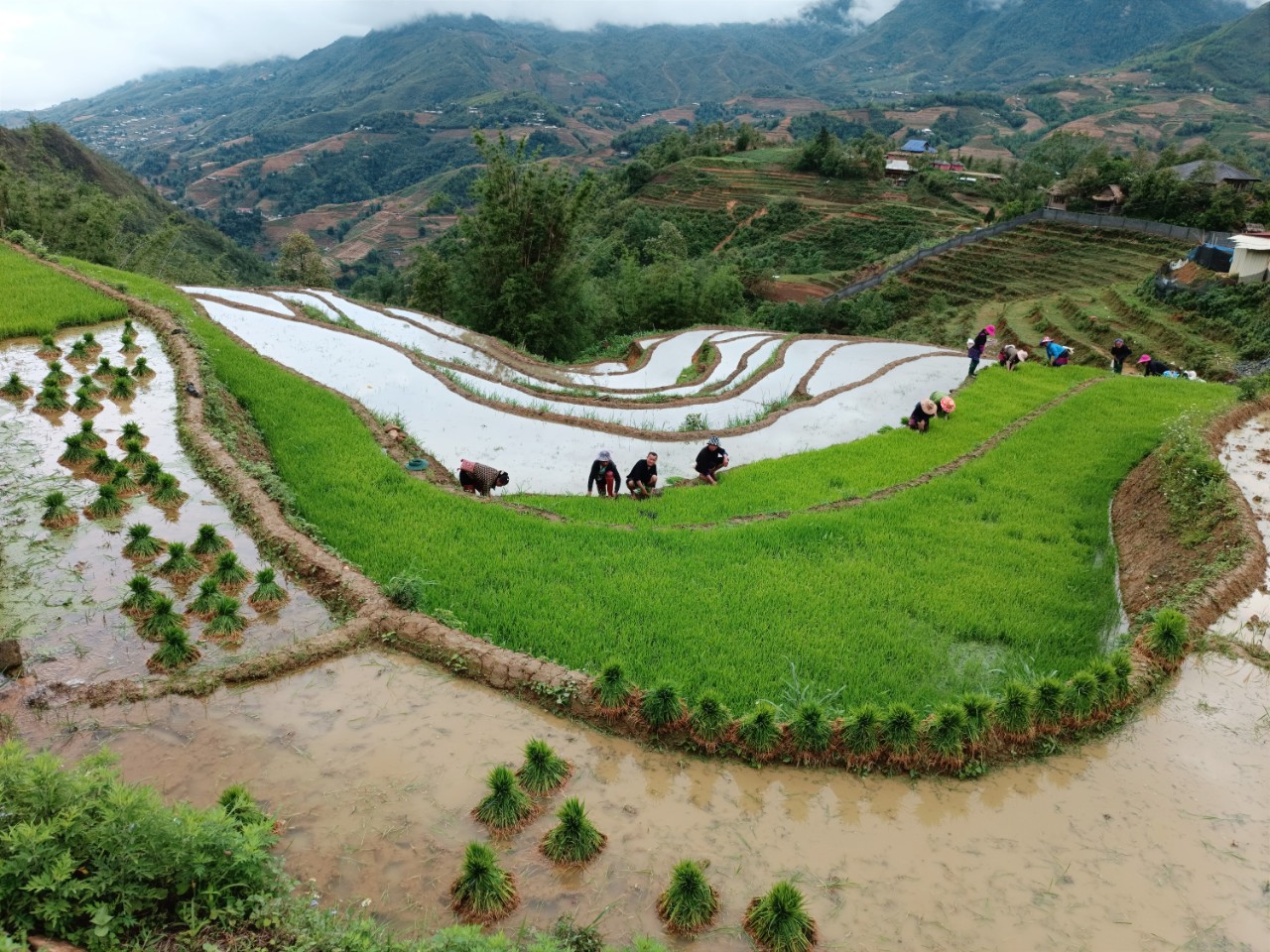 Nông dân Sa Pa hối hả vào vụ gieo cấy lúa mùa. S16.jpg