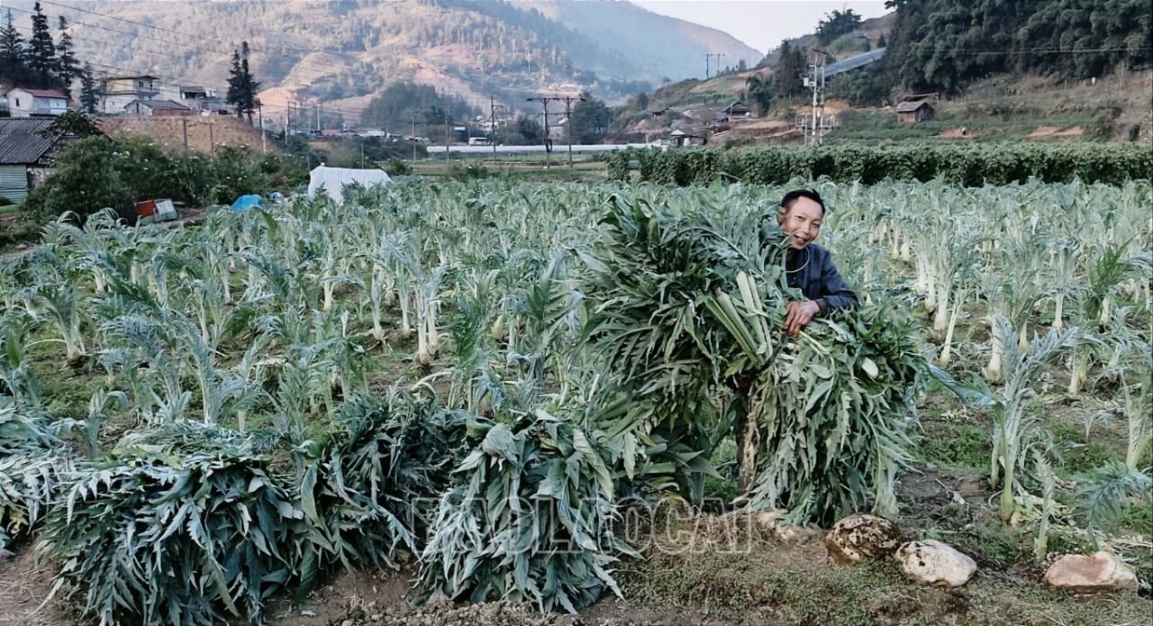 Trung bình mỗi năm công ty thu mua hơn 2.500 tấn lá actiso của nông dân Sa Pa, giá trị khoảng 6 tỷ đồng. A12.jpg