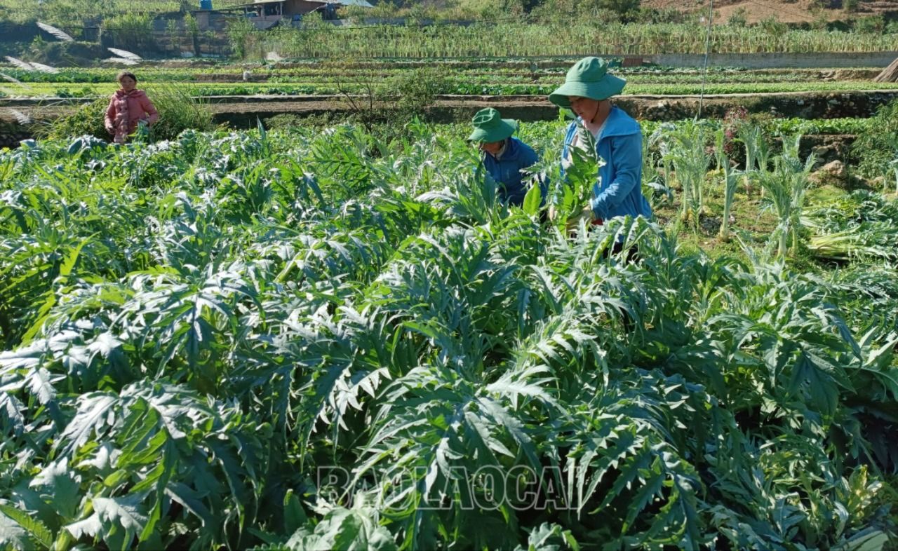 Cây actiso được trồng tập trung ở xã Tả Phìn, phường Hàm Rồng và phường Sa Pả. A10.jpg