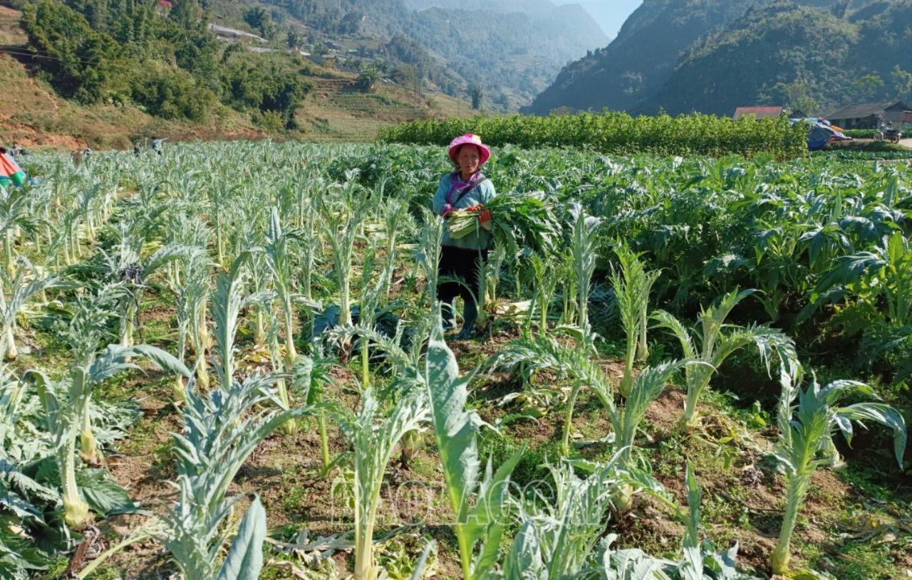 Giá thu mua cao hơn niên vụ trước là 300 đồng/kg nên nhiều hộ đầu tư thêm phân bón để tăng năng suất. A7.jpg