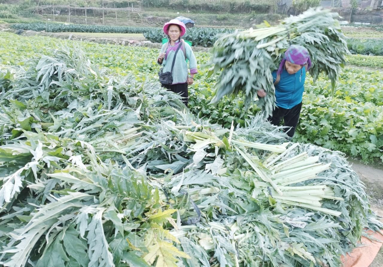 Diện tích trồng actiso tại Sa Pa đạt gần 60 ha với khoảng 160 hộ dân tham gia. A9.jpg