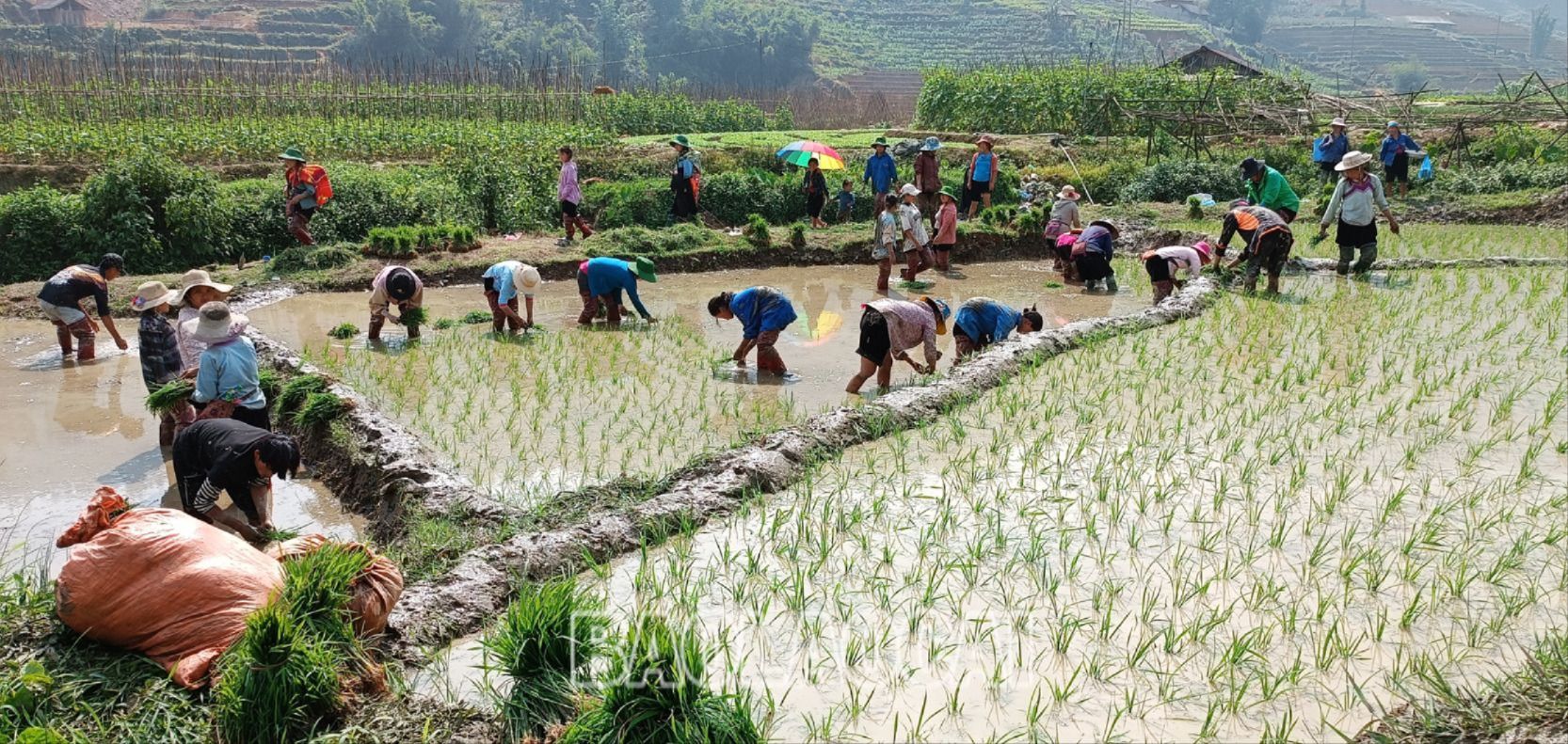 Ở vùng cao Lào Cai, người dân vẫn duy trì việc đổi công giúp nhau cấy lúa. LUA 2.jpg