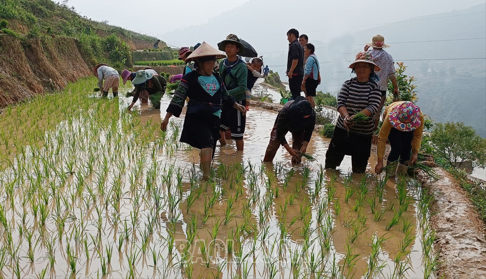 Nông dân vùng cao tập trung nhân lực gieo cấy lúa mùa sớm. LUA10.jpg