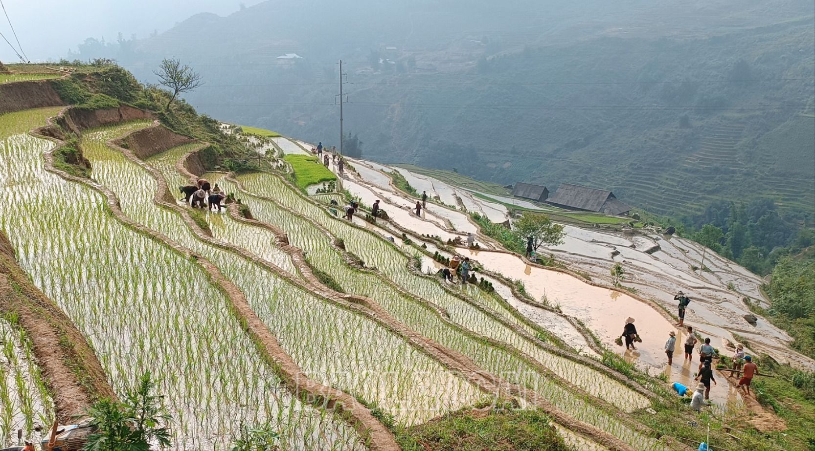 Những ngày qua, thời tiết Lào Cai có mưa đã tạo điều kiện cho bà con đẩy nhanh tiến độ làm đất, gieo cấy lúa mùa sớm. LUA 6.jpg