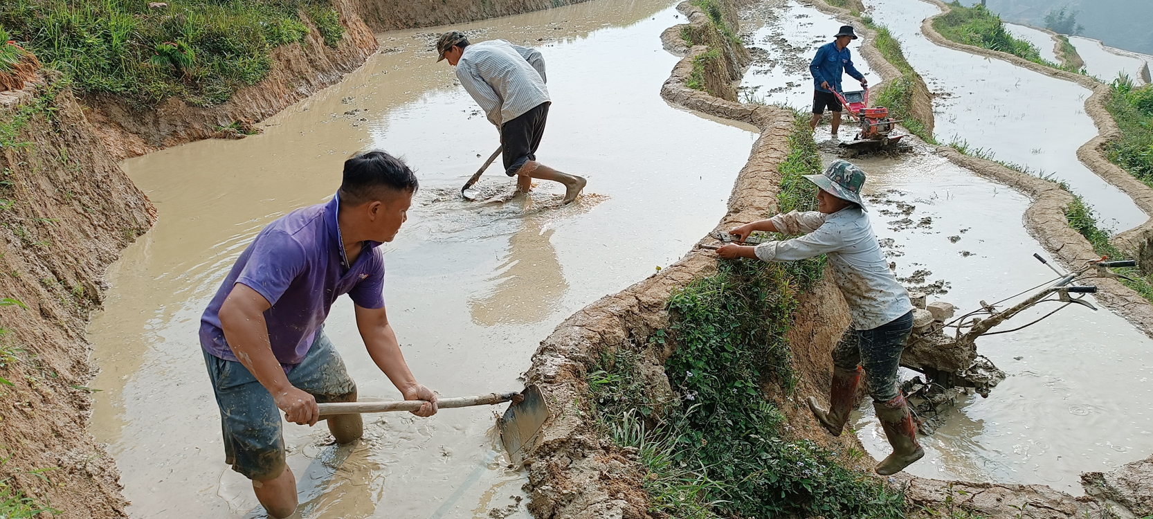 Nông dân làm đất gieo cấy lúa mùa sớm. LUA 11.jpg