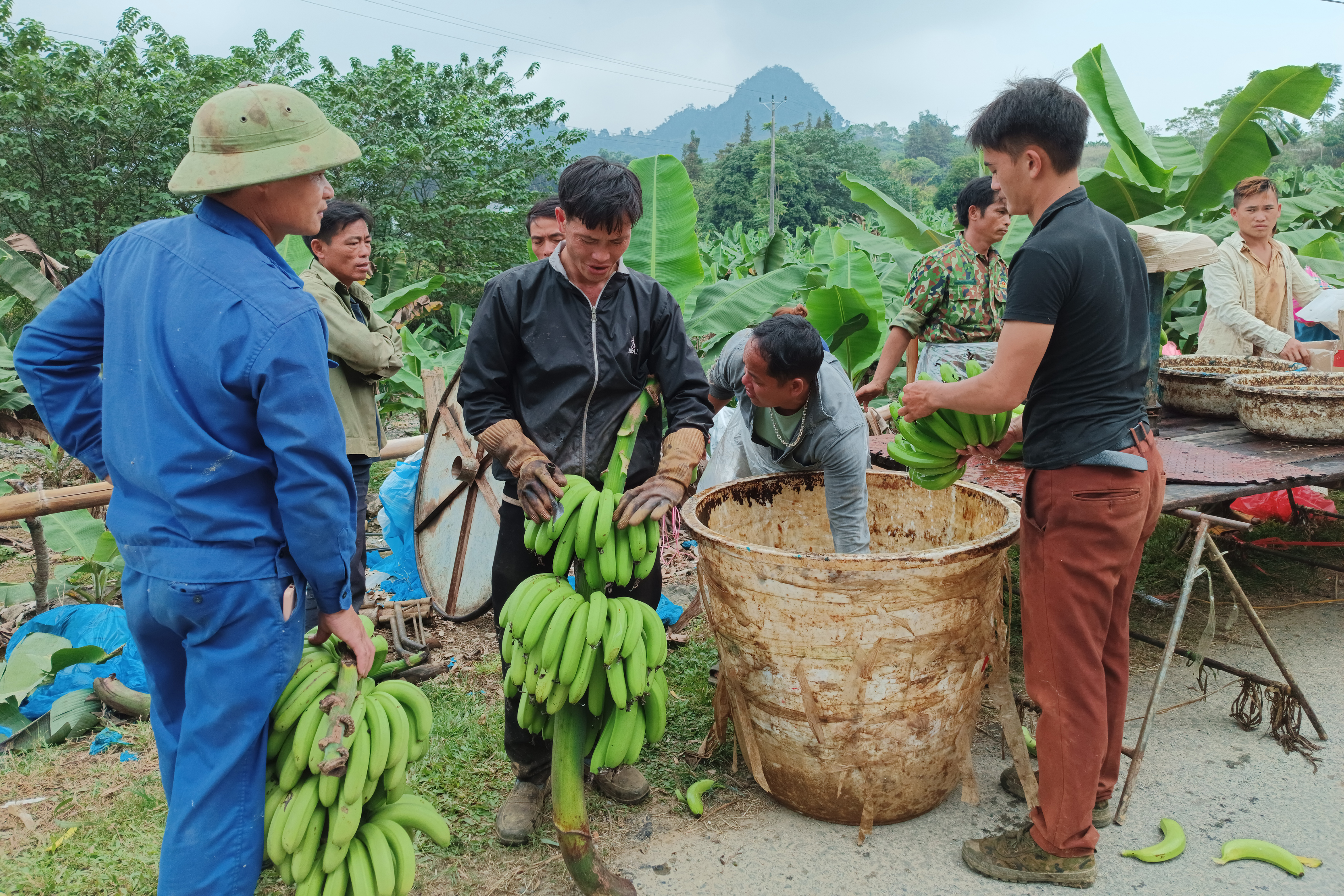 Chuối là cây trồng chủ lực của nông dân huyện Mường Khương. M2.jpg