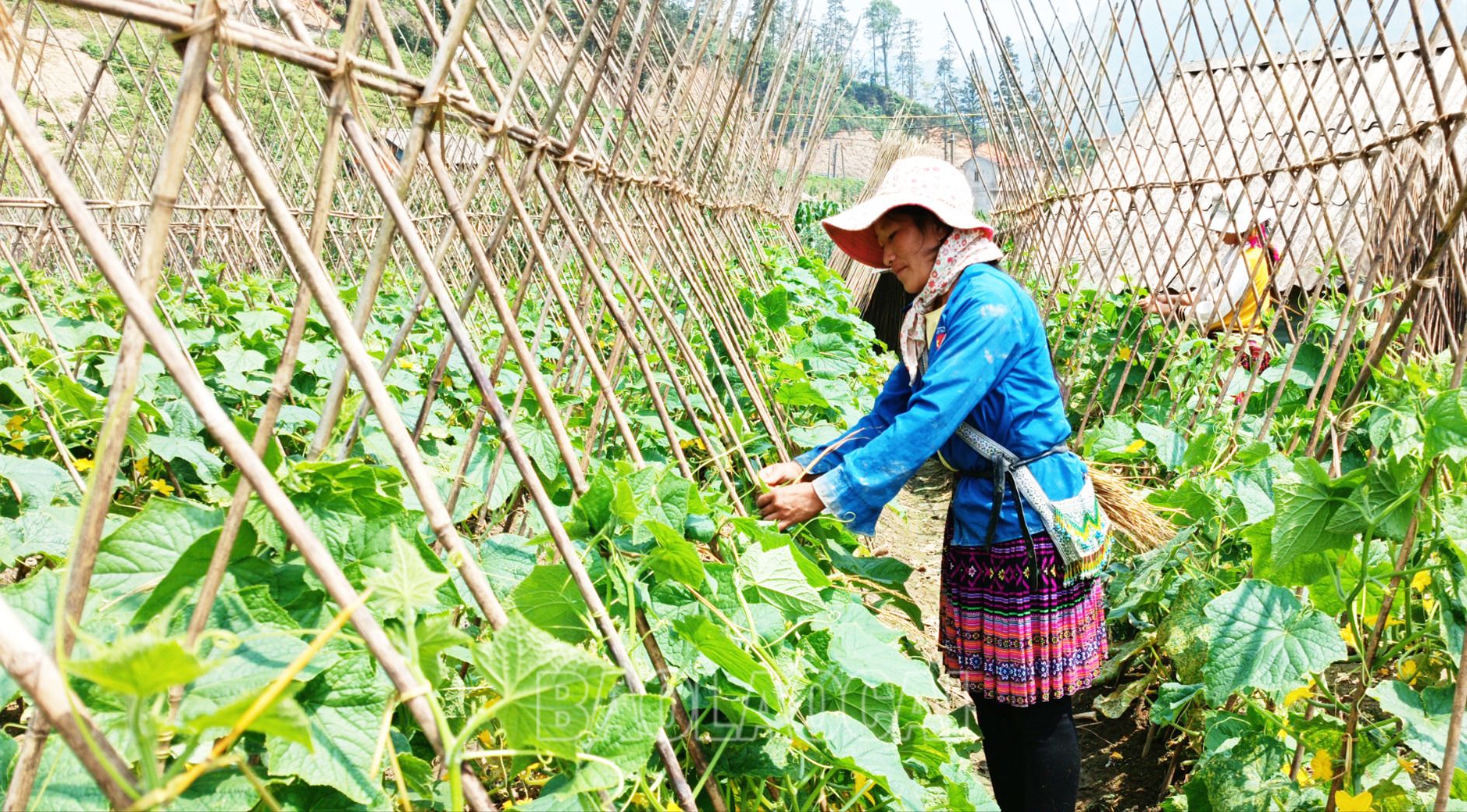Nhiều hộ dân có thu nhập ổn định từ sản xuất rau màu. SP3.jpg
