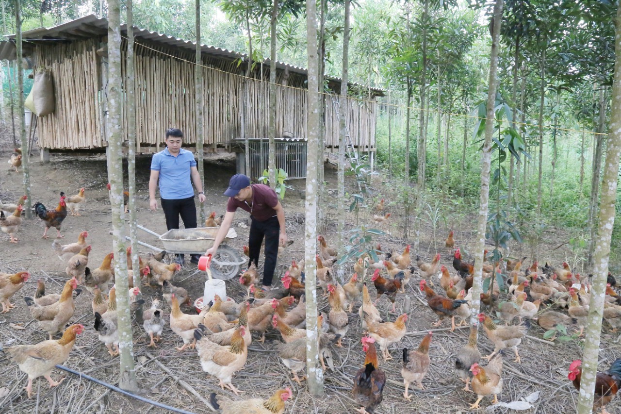 Ngành chăn nuôi tăng trưởng 4,46%. nn3.jpg