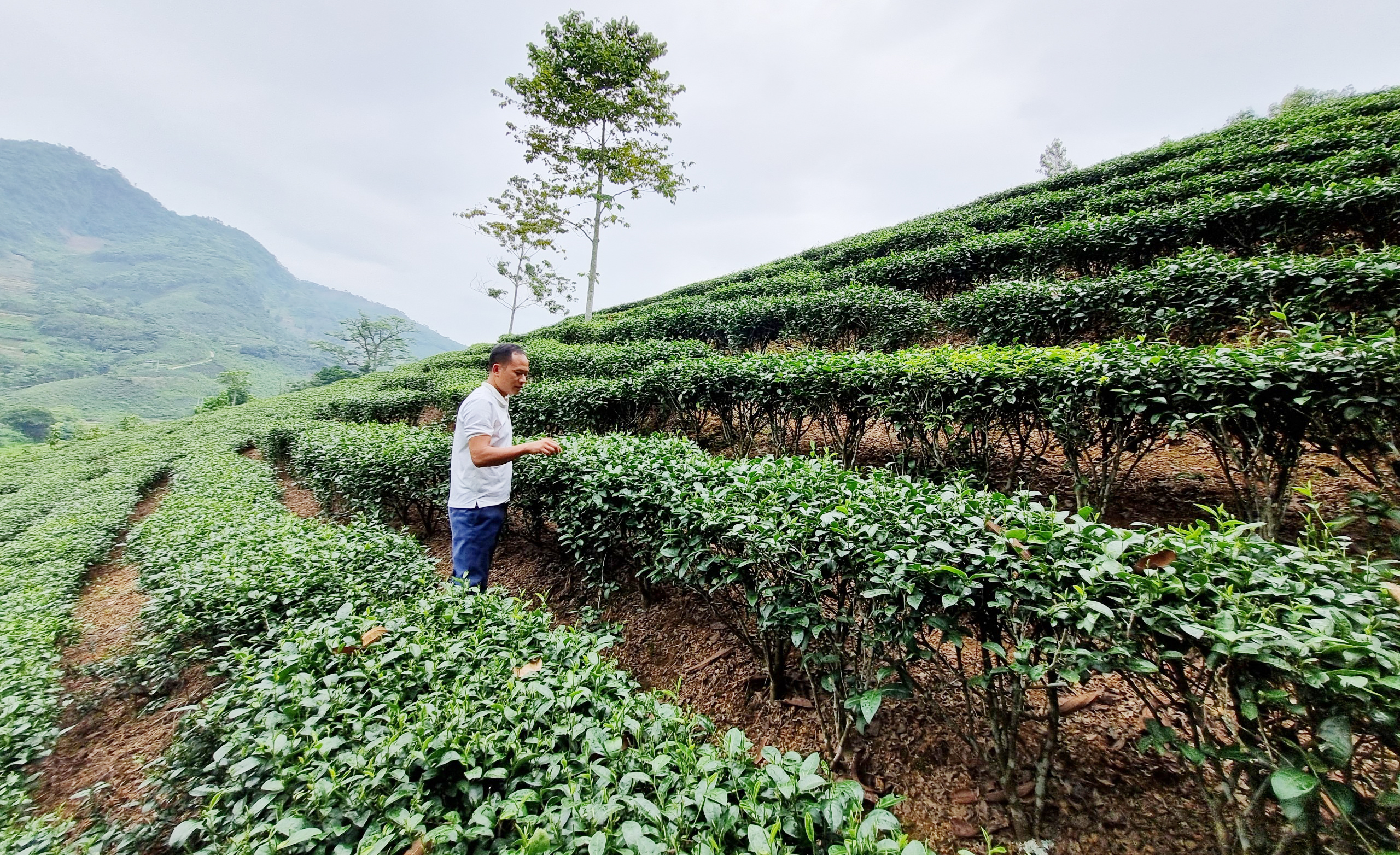 Trồng mắc ca xen chè kỳ vọng tăng giá trị sản xuất trên một diện tích đất canh tác. CHE2.jpg