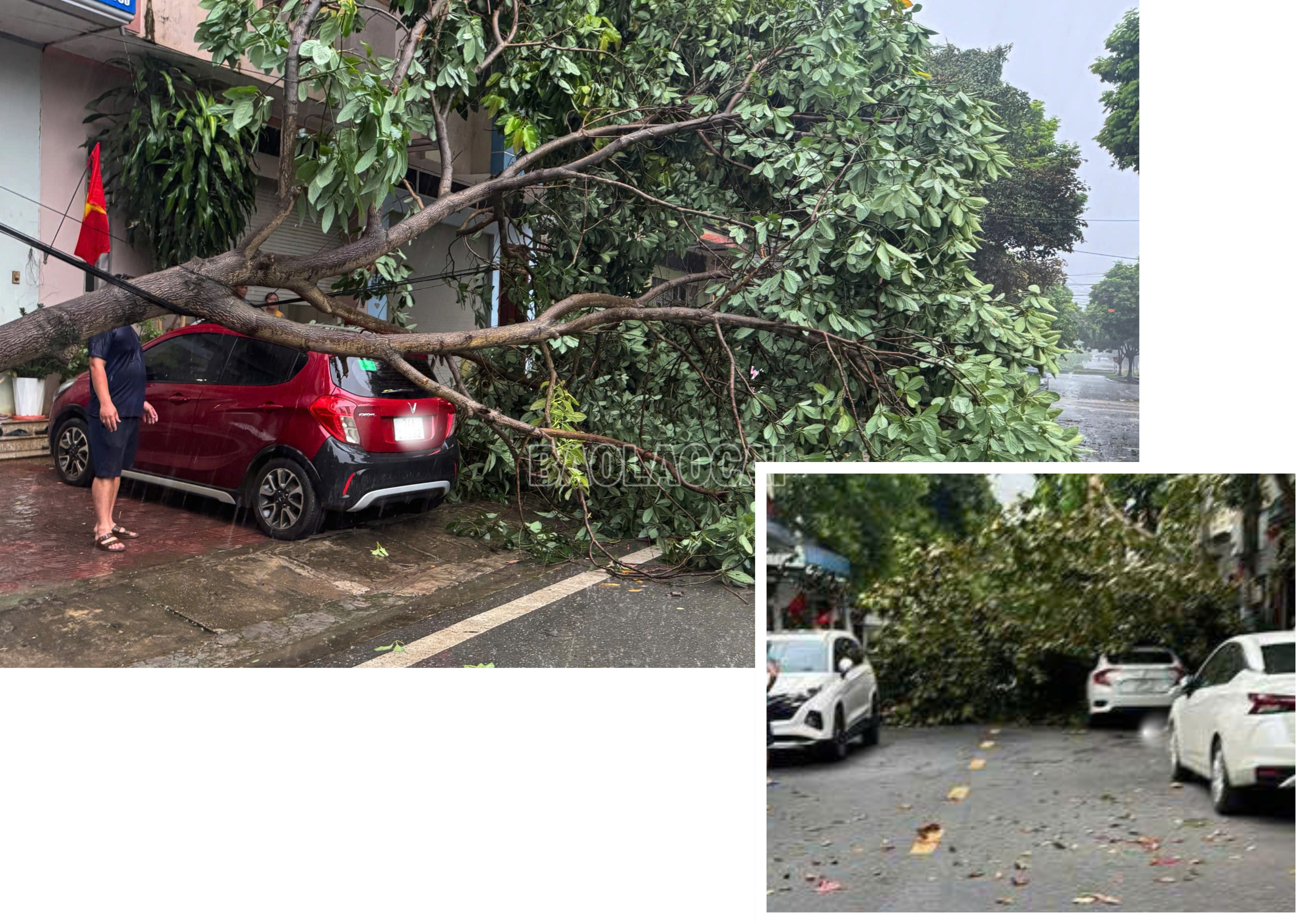 Cây đổ khiến một số phương tiện của người dân bị ảnh hưởng, hư hỏng. baolaocai-c_lcc3.jpg