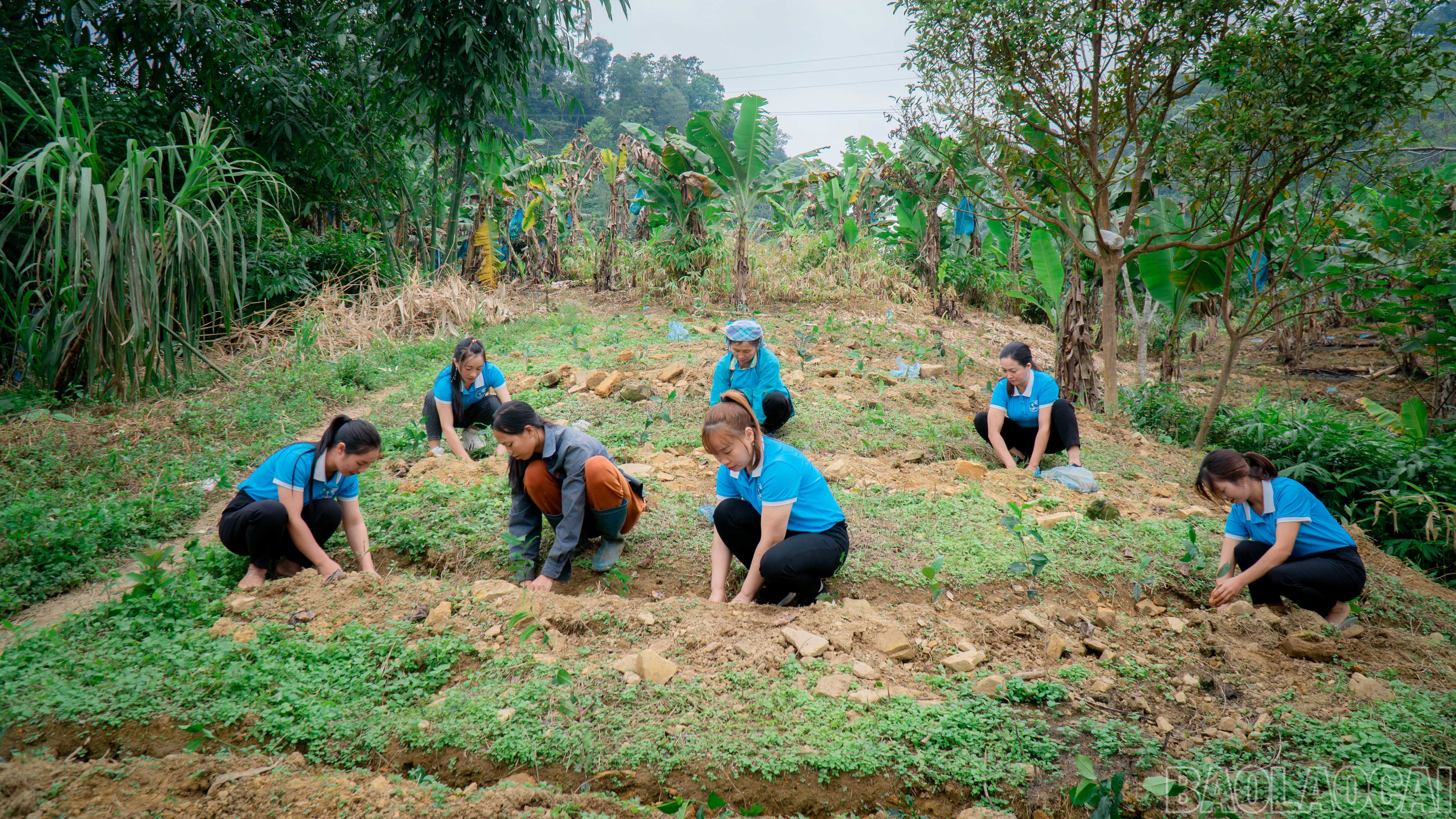 Cùng với đó là quan tâm tư vấn, hỗ trợ kỹ thuật cho tổ nhóm phụ nữ tham gia phát triển kinh tế. baolaocai-br_2-2959.jpg
