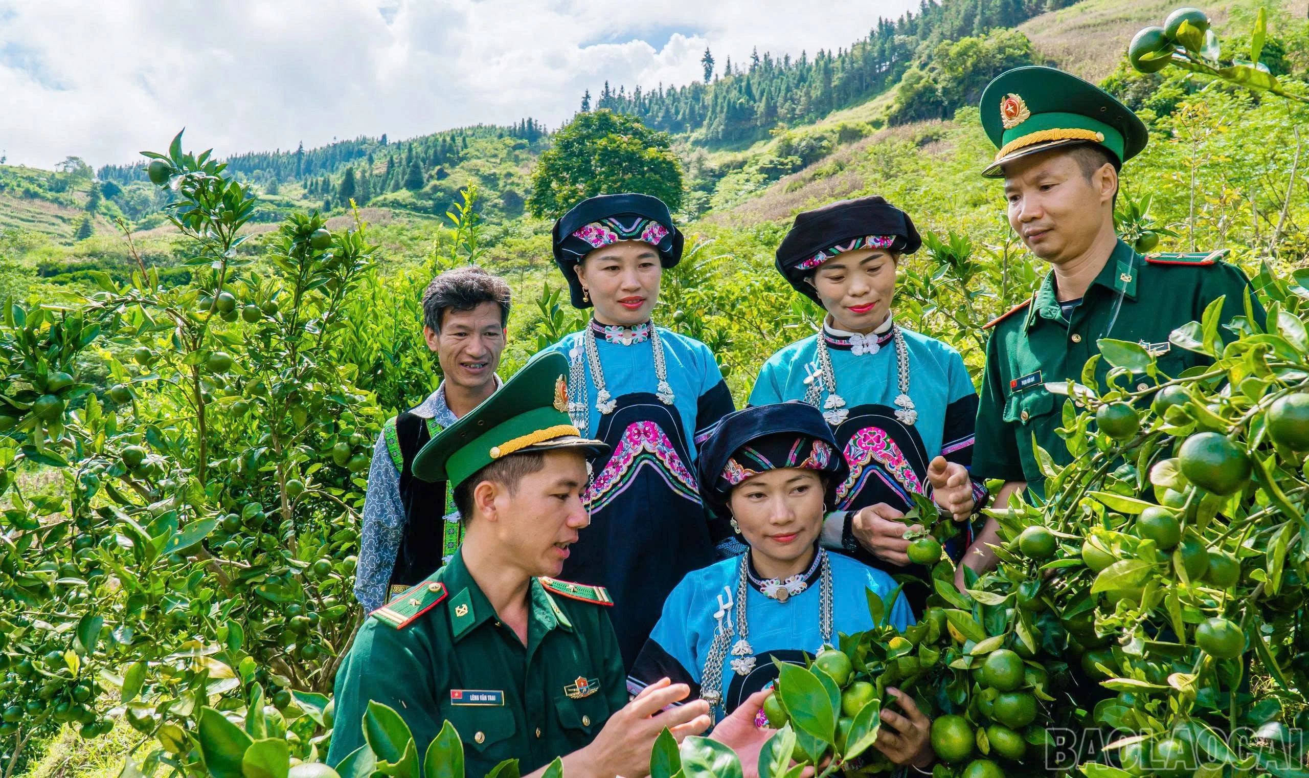baolaocai-br_8.jpg