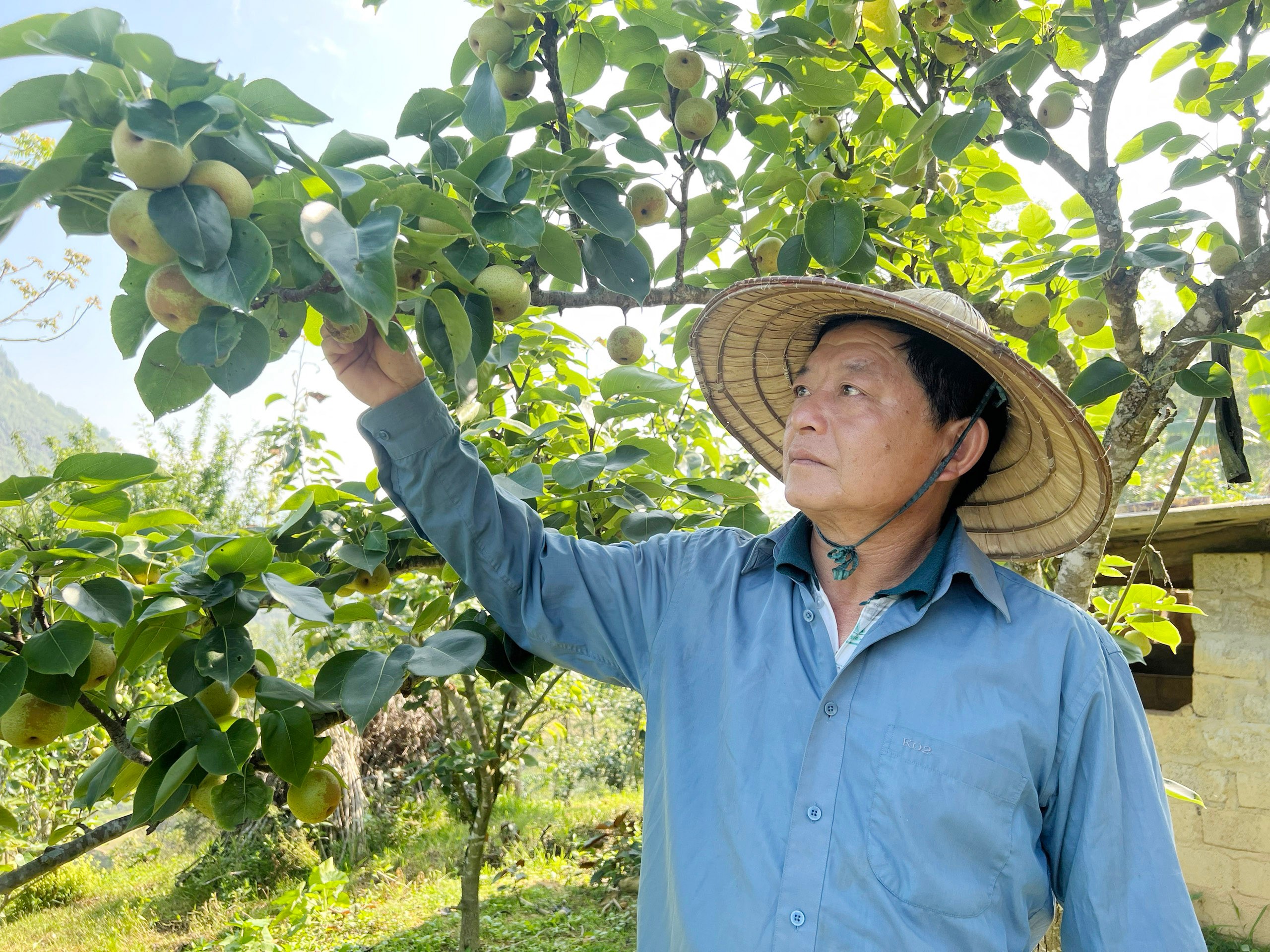 Cây ăn quả ôn đới giúp nâng cao đời sống, thu nhập cho người dân. si-7.jpg