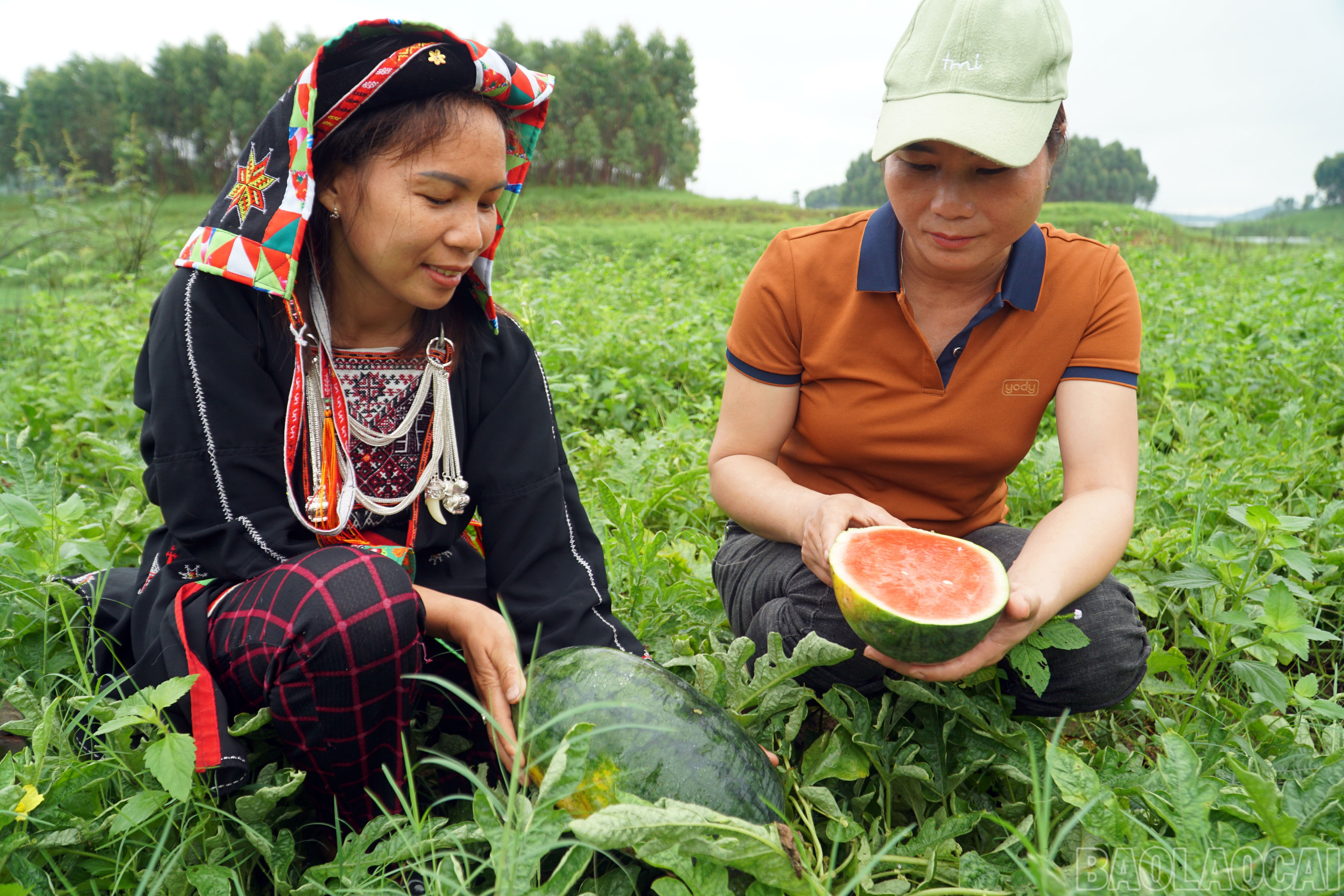Xã Yên Thành sẽ mở rộng mô hình trồng dưa hấu sạch tại các vùng Yên Thành và Xuân Lai (cũ), hướng tới xây dựng thương hiệu “Dưa sạch hồ Thác Bà”. baolaocai-br_6.jpg