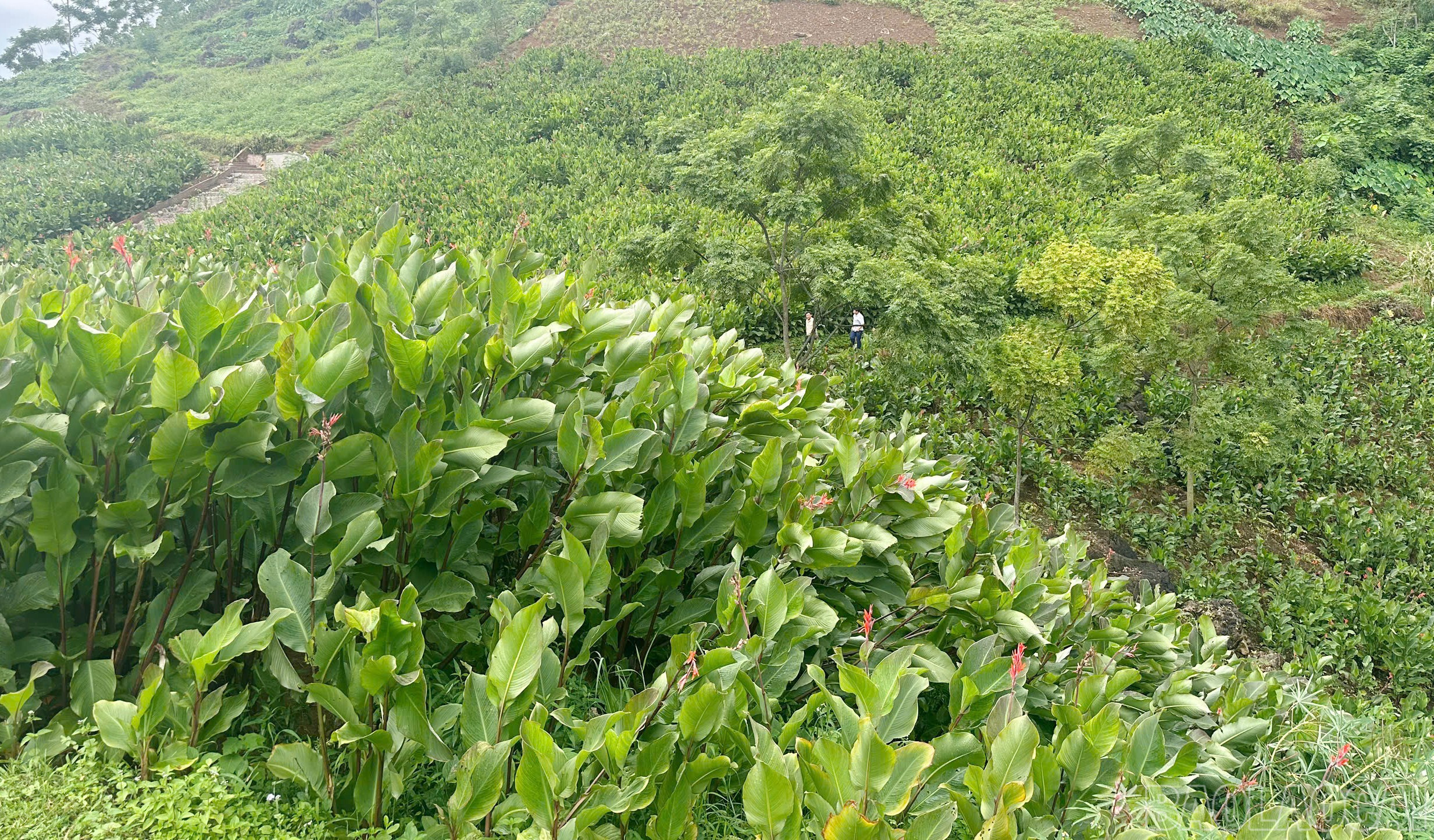 Xã Bản Xèo có nhiều thế mạnh, tiềm năng phát triển cây đao giềng. baolaocai-br_3.jpg