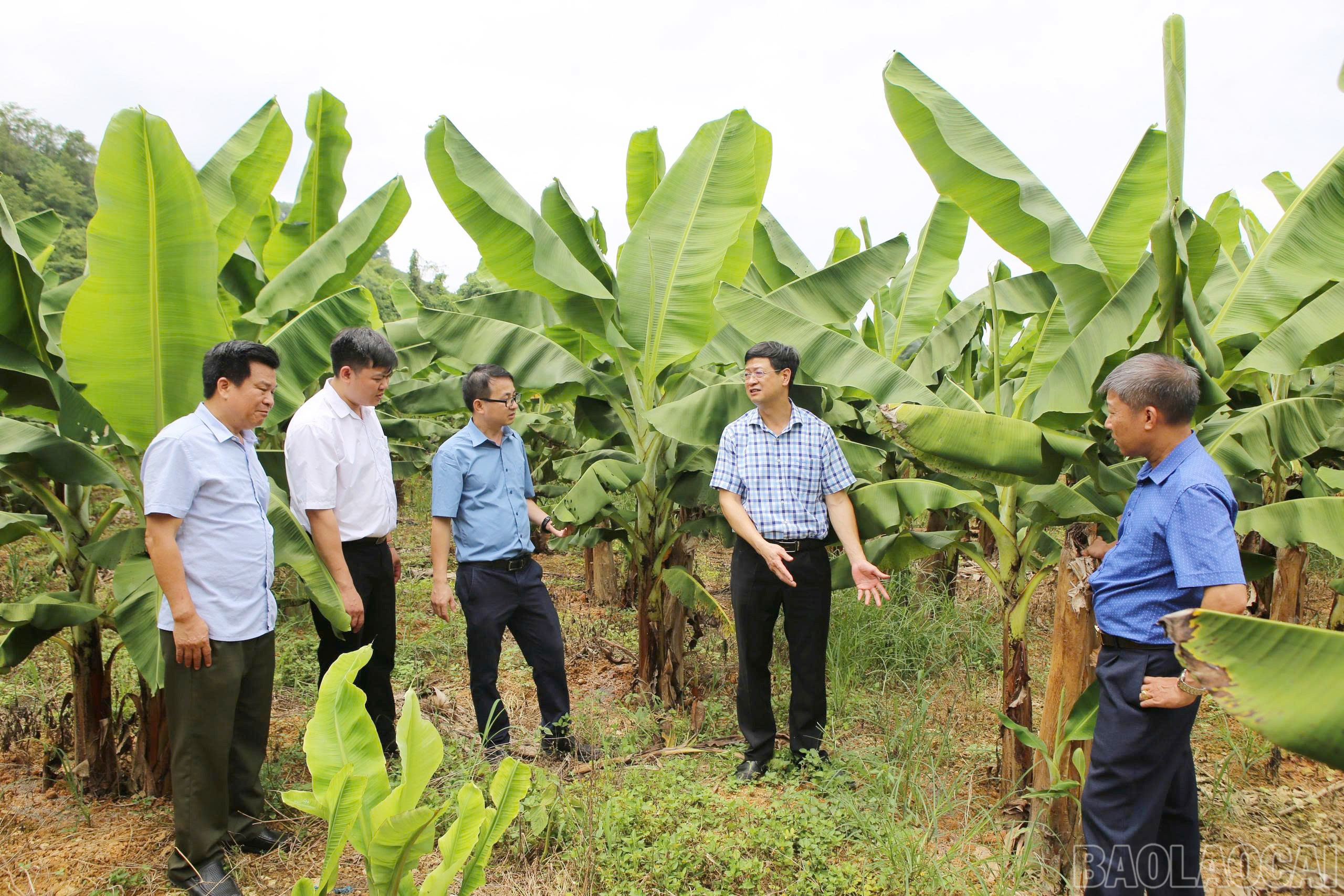 Lãnh đạo xã Phong Hải chủ động khảo sát tình hình sản xuất tại cơ sở nhằm xây dựng mục tiêu phát triển kinh tế sát với thực tiễn. baolaocai-br_8.jpg