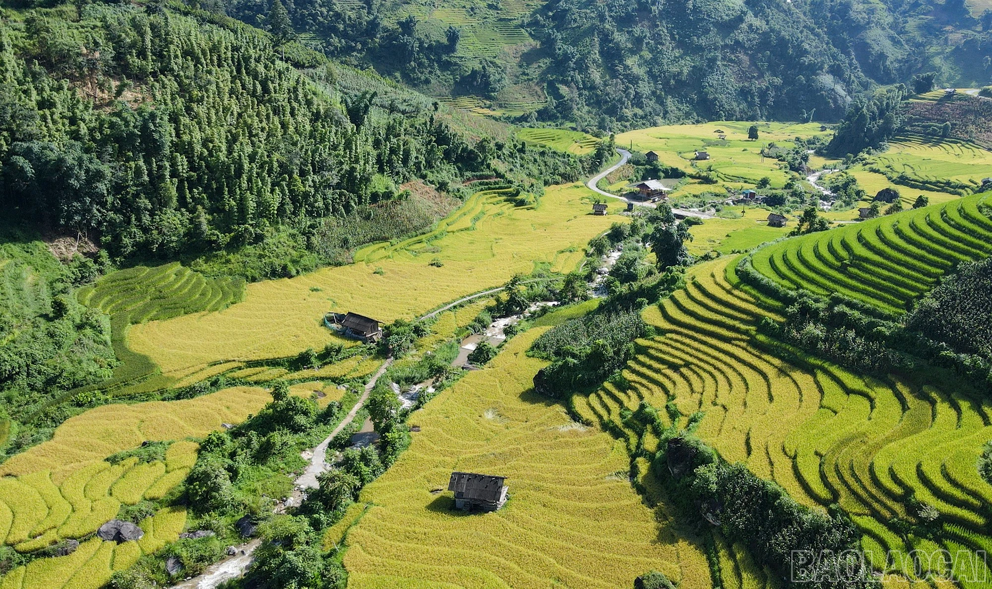 baolaocai-br_mb7.jpg