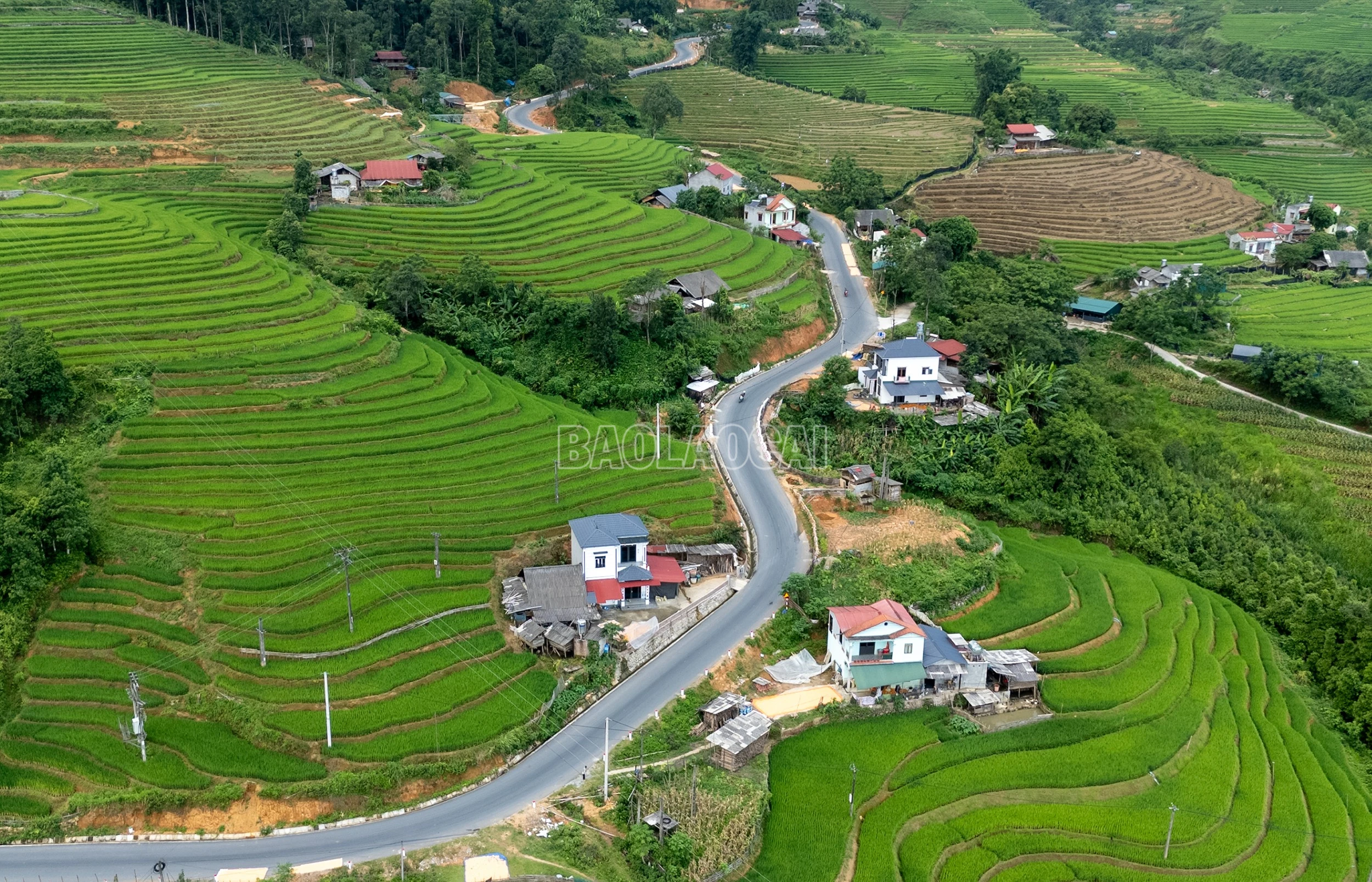 baolaocai-c_dji-20260723135450-0161-d.jpg