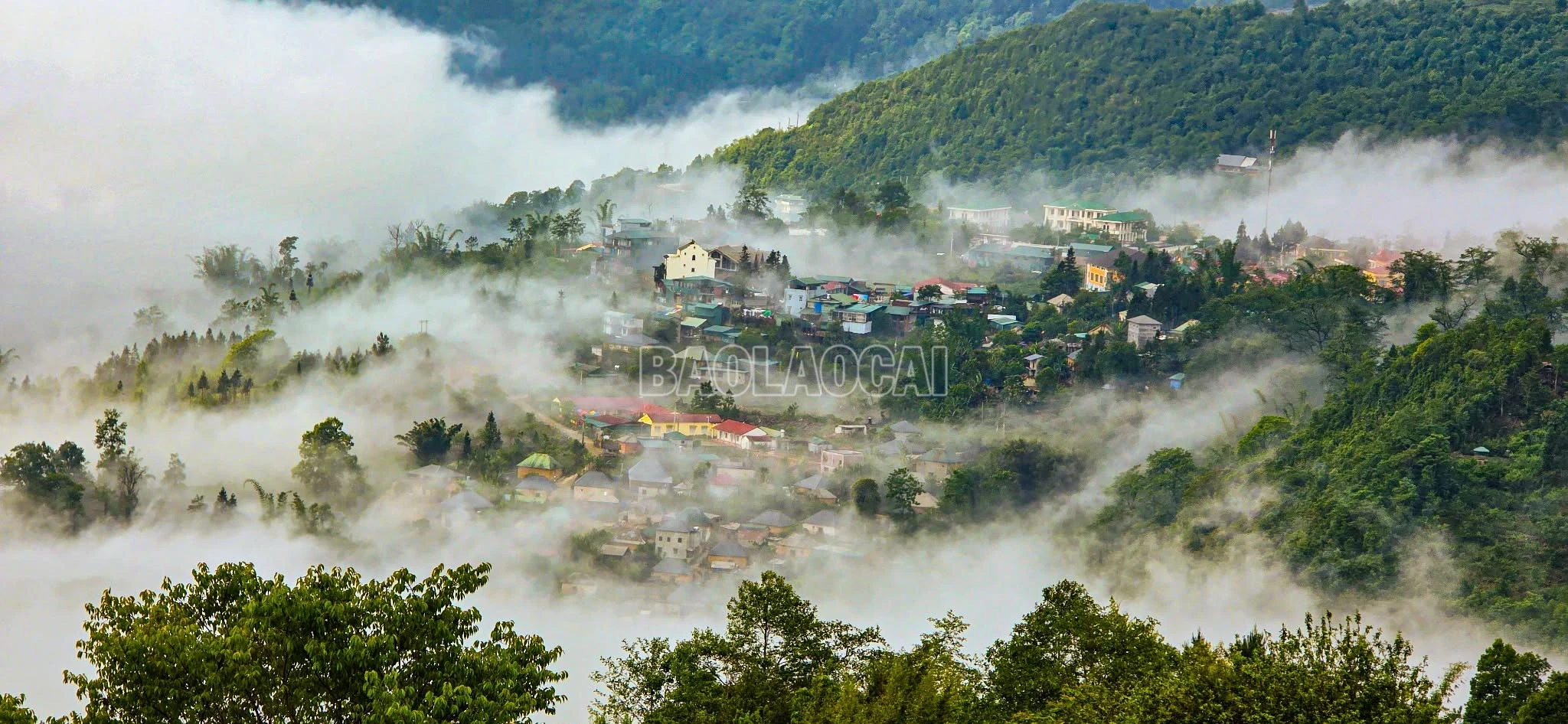 baolaocai-c_971f0e7f-a250-4ef1-b0d7-c00c6b126b1c.jpg