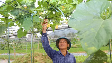 Trái thơm mở lối làm giàu