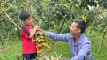 [Ảnh] Niềm vui mùa vải chín sớm