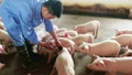 Xuất cấp vắc-xin lở mồm long móng cho 30 địa phương