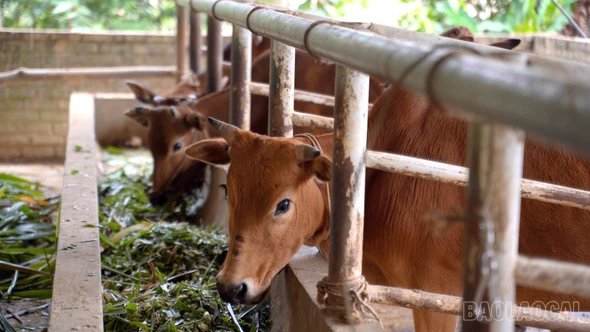 Đòn bẩy giảm nghèo ở Mỏ Vàng