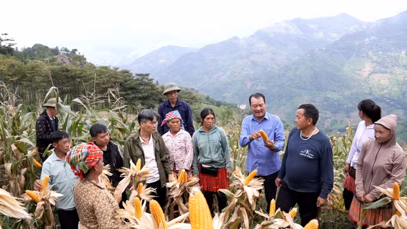 Ngô xuân được mùa trên đất dốc Trạm Tấu