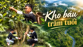 "Kho báu" trăm tuổi