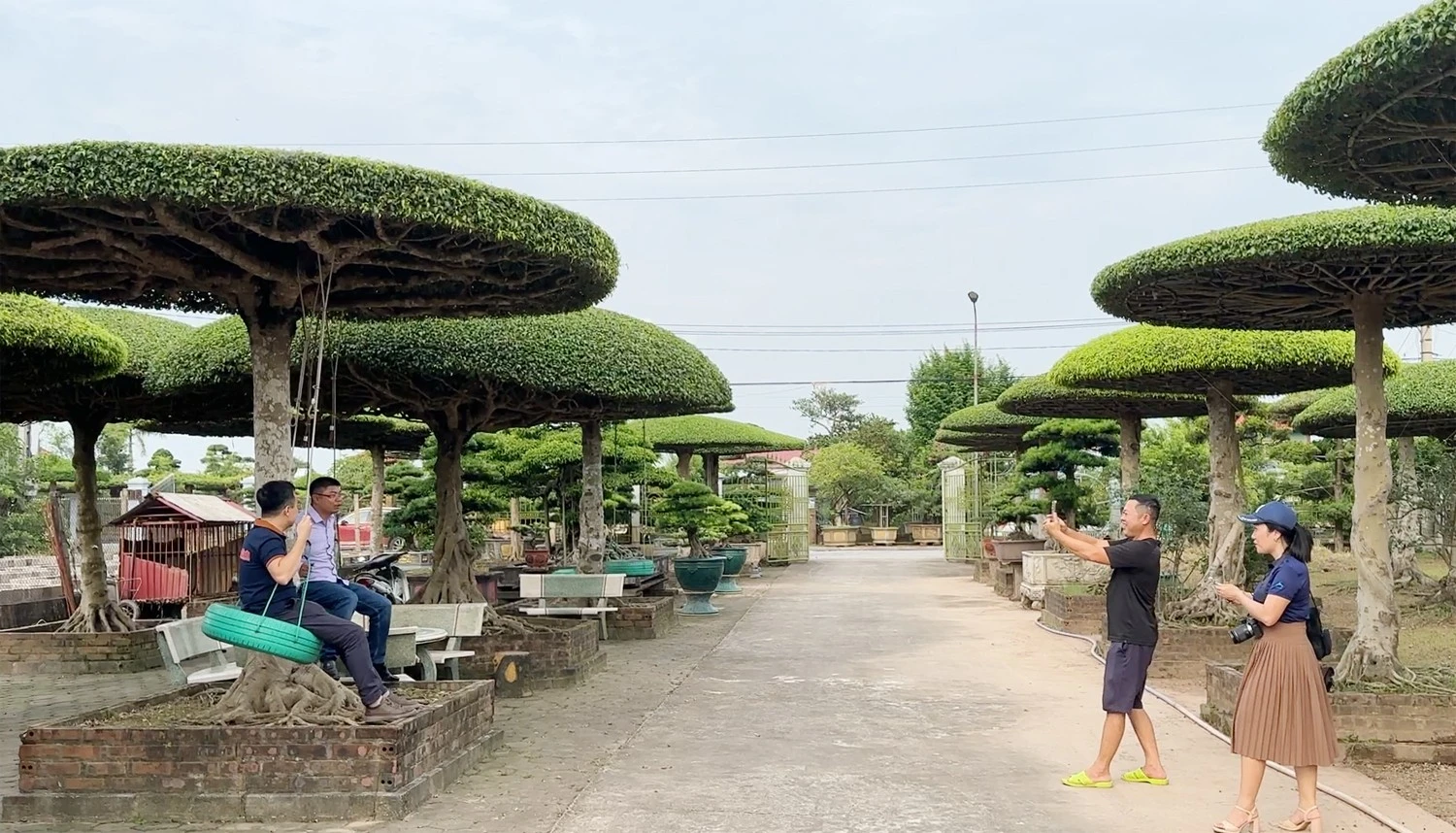 cay-canh-2.jpg