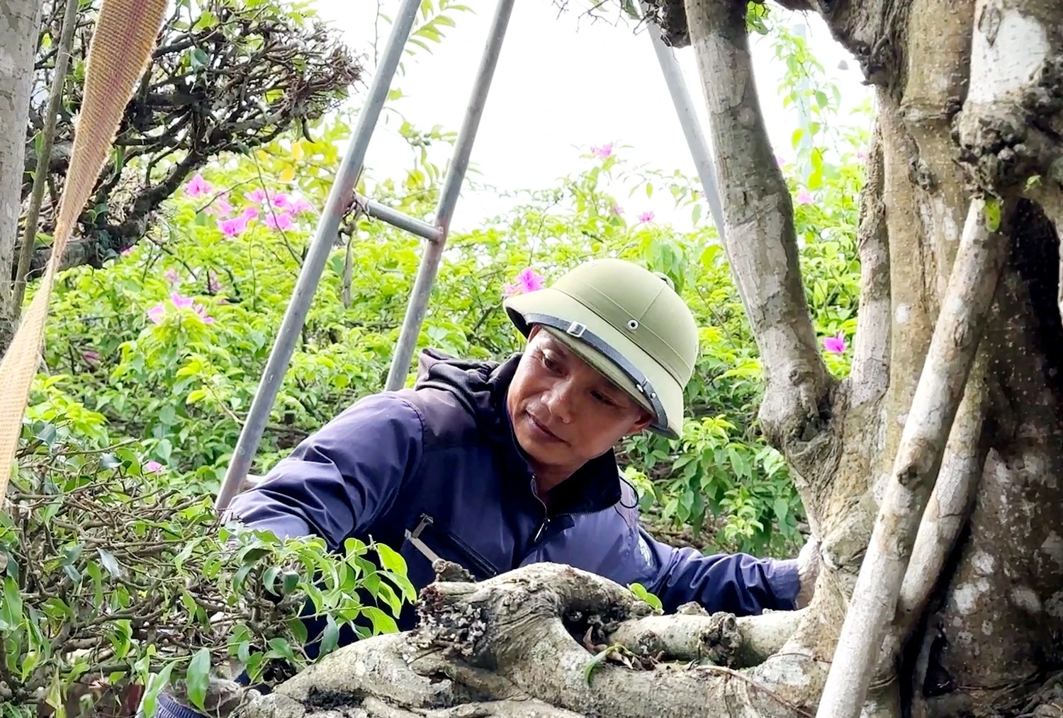 cay-canh-1.jpg