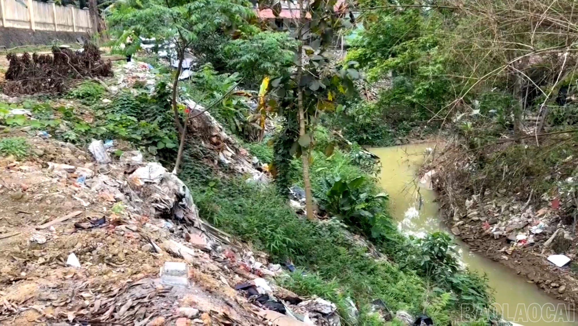 baolaocai-br_4.jpg