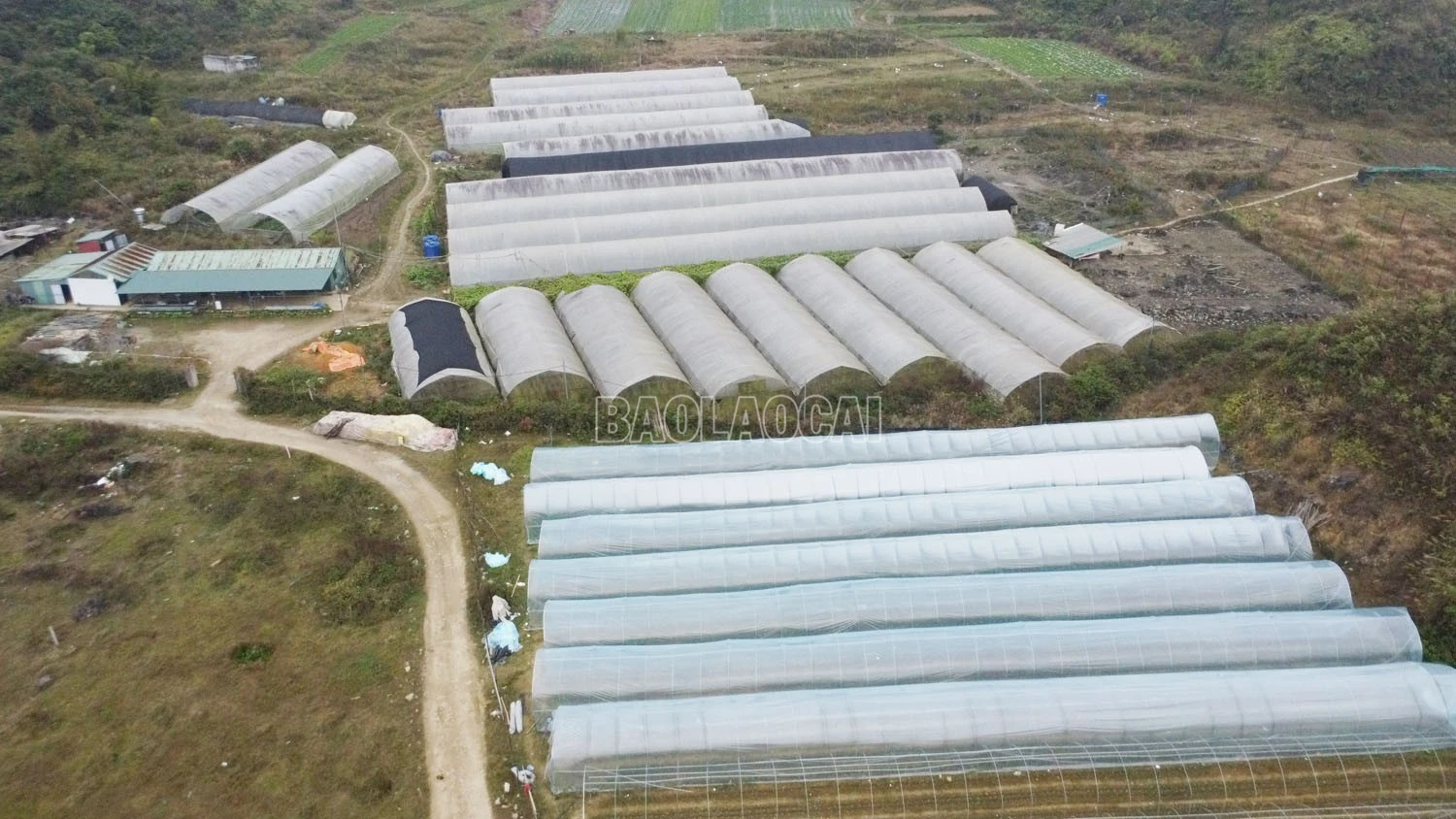 baolaocai-c_dji-0193.jpg
