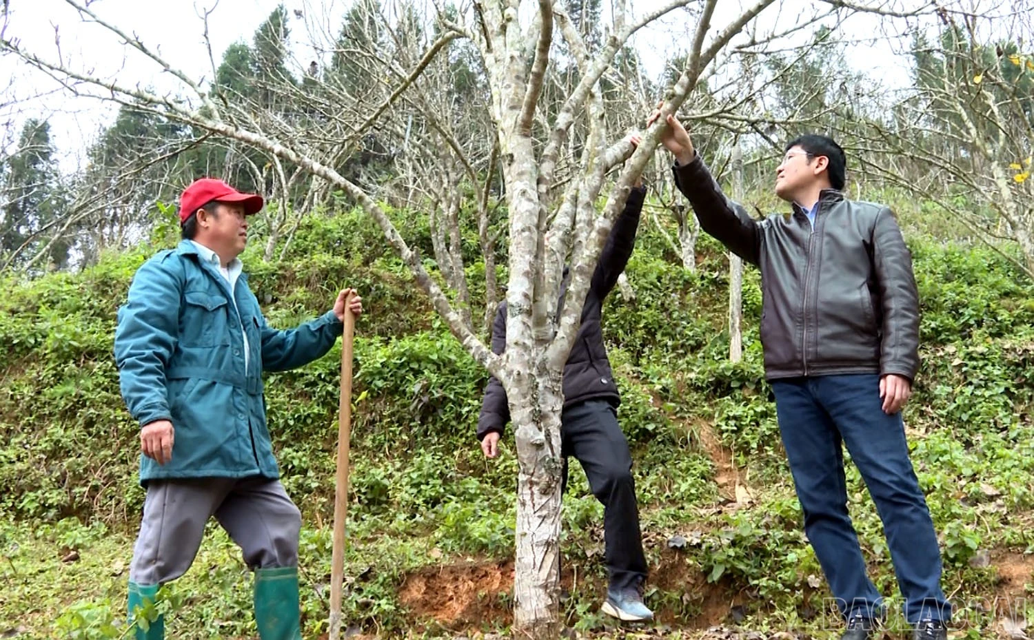 baolaocai-br_vang-2.jpg