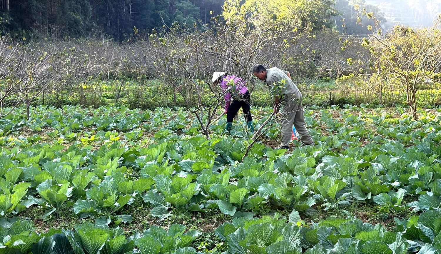 baolaocai-tr_z7281748687096-a0e6c2104955179fcb41bf1ed040fa66.jpg