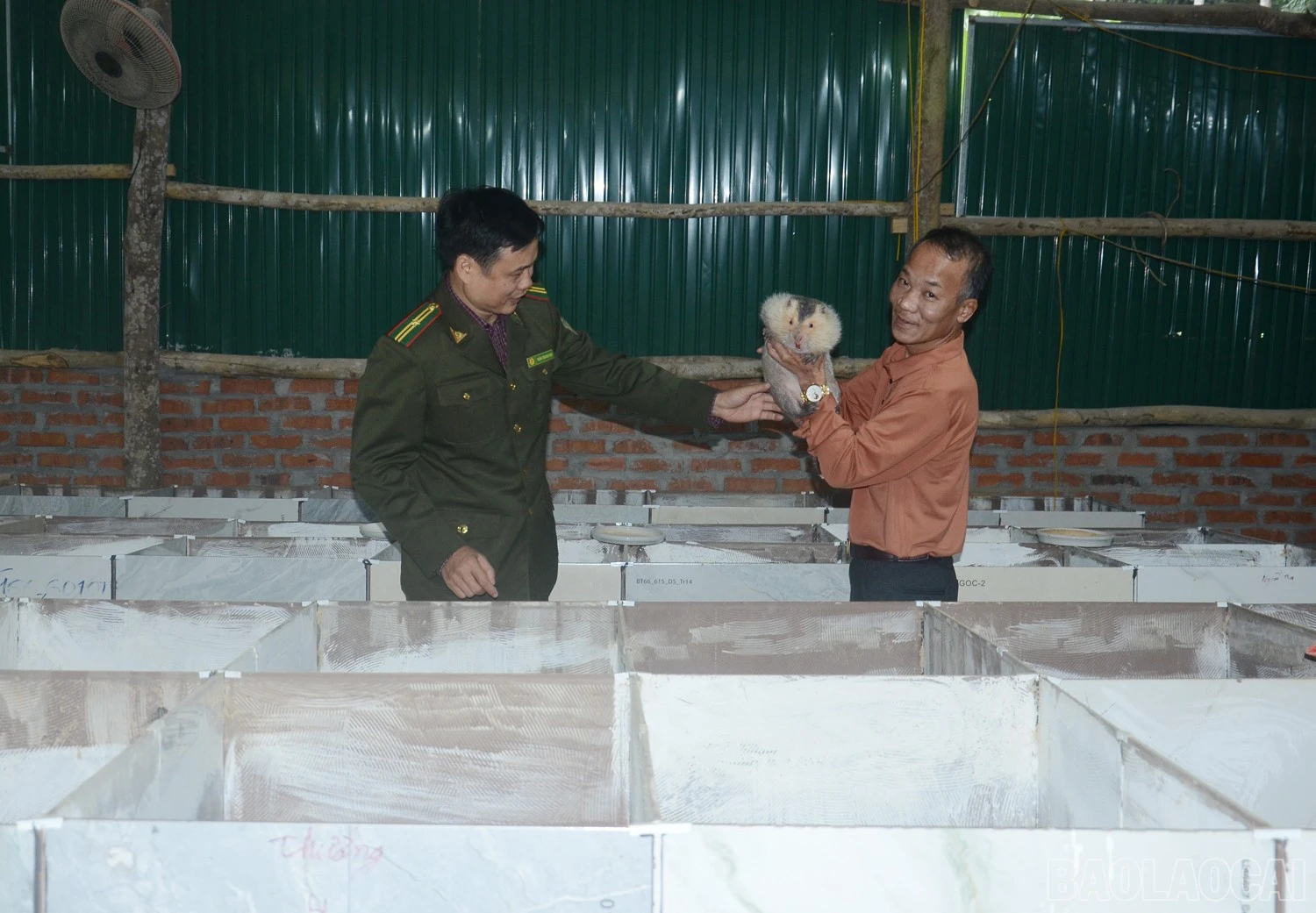 baolaocai-br_dsc-3301.jpg