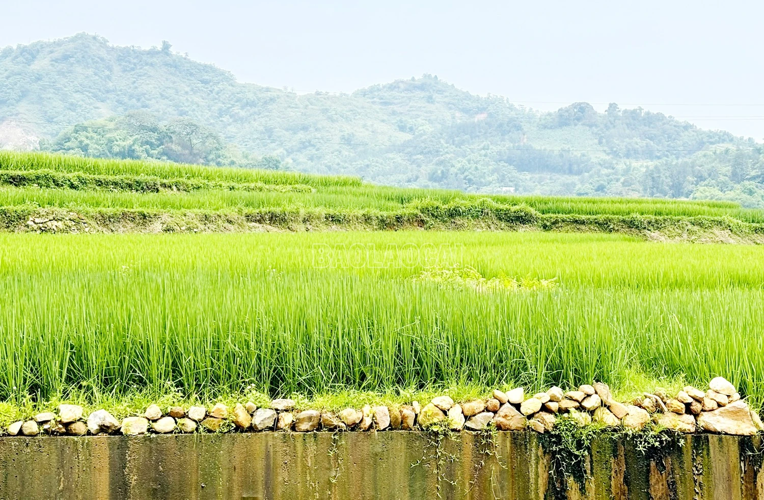 baolaocai-c_444.jpg