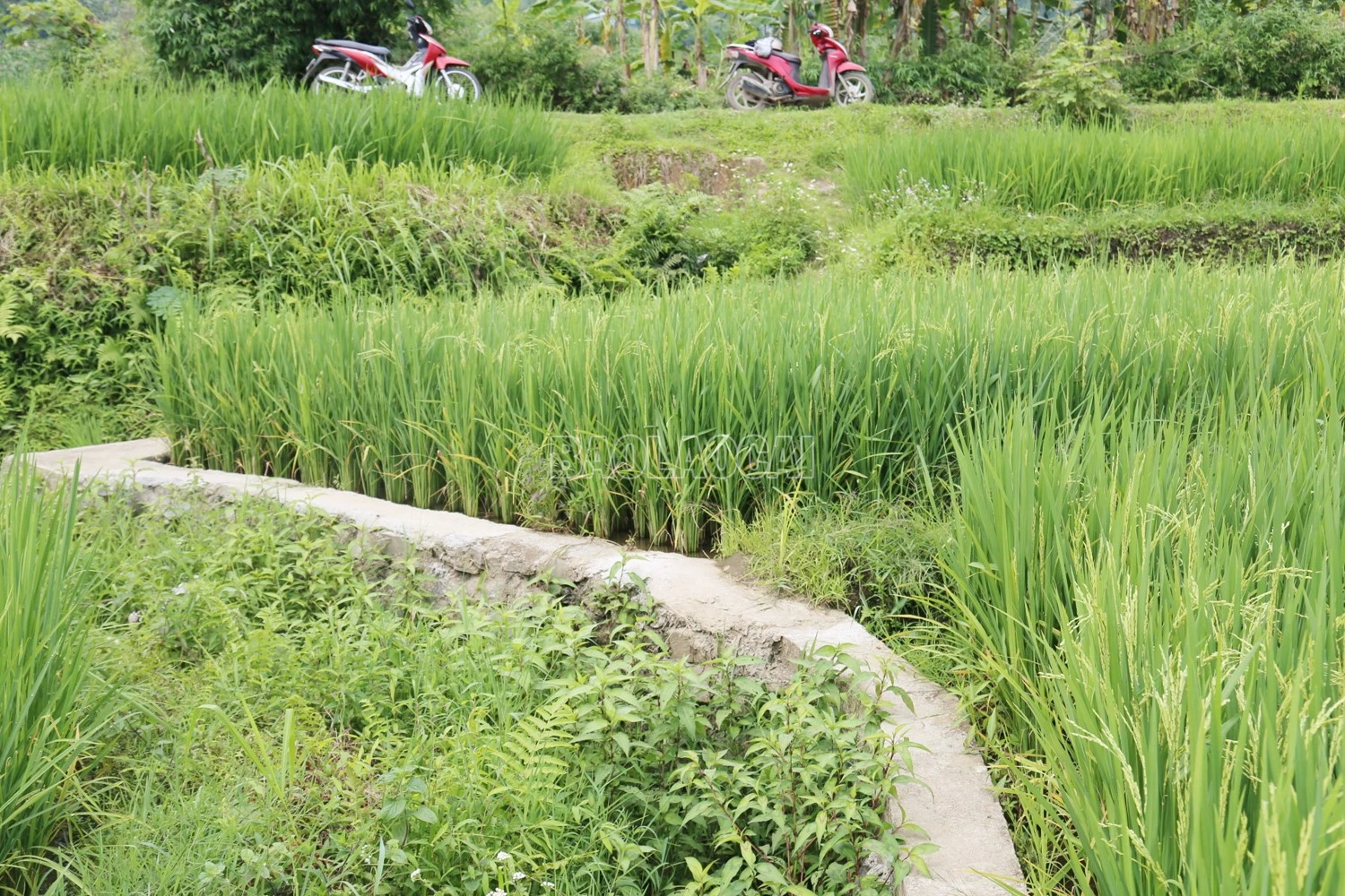 baolaocai-c_555.jpg