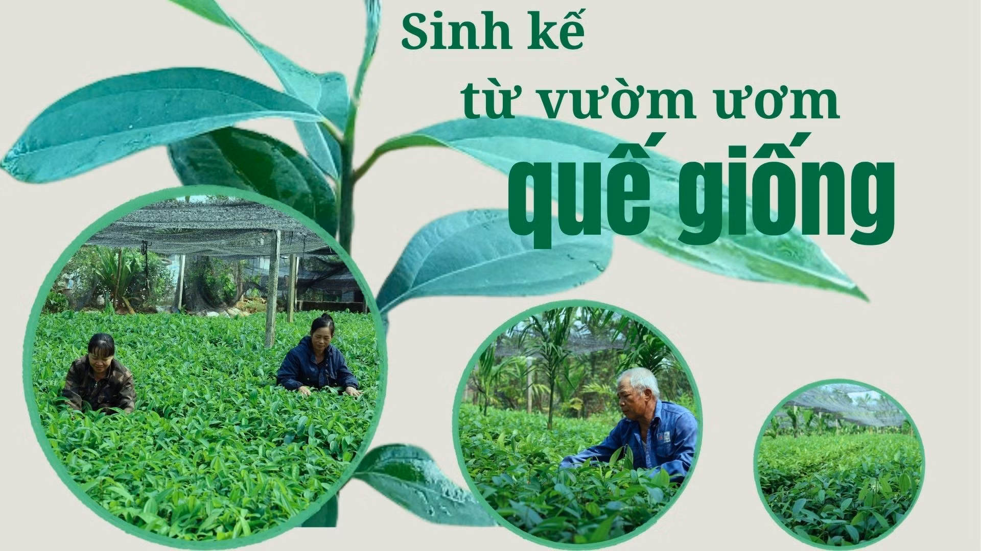Sinh kế từ vườn ươm quế giống