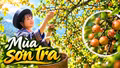 Mùa sơn tra chín rộ