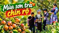 Khám phá Lào Cai: Mùa sơn tra