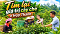 Tìm lại giá trị cây chè ở vùng cao Hợp Thành