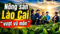 Phóng sự tài liệu: Giải pháp để nông sản Lào Cai "vượt vũ môn" 