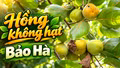 Khám phá Lào Cai: Hồng không hạt Bảo Hà