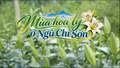 Khám phá Lào Cai: Mùa hoa ly ở Ngũ Chỉ Sơn
