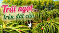 Trái ngọt trên đất cằn